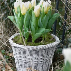 Tulip 'Calgary Flames' -UK Garden Plants Shop tulip calgary flames 2
