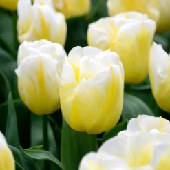 Tulip 'Calgary Flames' -UK Garden Plants Shop tulip calgary flames 3