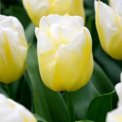 Tulip 'Calgary Flames' -UK Garden Plants Shop tulip calgary flames 4