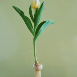 Tulip 'Calgary Flames' -UK Garden Plants Shop tulip calgary flames 5