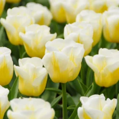 Tulip 'Calgary Flames' -UK Garden Plants Shop tulip calgary flames 6 scaled