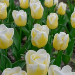 Tulip 'Calgary Flames' -UK Garden Plants Shop tulip calgary flames 7 scaled