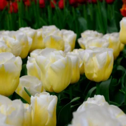 Tulip 'Calgary Flames' -UK Garden Plants Shop tulip calgary flames 8 scaled