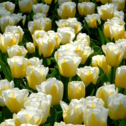 Tulip 'Calgary Flames' -UK Garden Plants Shop tulip calgary flames 9 scaled