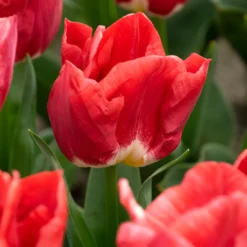 Tulip 'Calgary Red' -UK Garden Plants Shop tulip calgary red 0