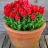 Tulip 'Calgary Red' -UK Garden Plants Shop tulip calgary red 1 scaled