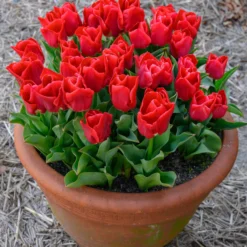 Tulip 'Calgary Red' -UK Garden Plants Shop tulip calgary red 2 scaled