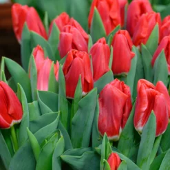 Tulip 'Calgary Red' -UK Garden Plants Shop tulip calgary red 3 scaled