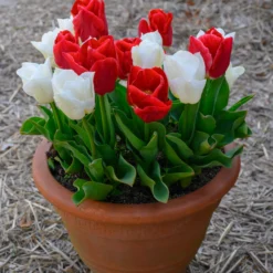 Tulip 'Calgary Red' -UK Garden Plants Shop tulip calgary red 4 scaled