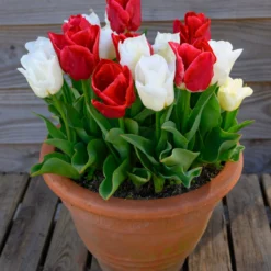 Tulip 'Calgary Red' -UK Garden Plants Shop tulip calgary red 5 scaled