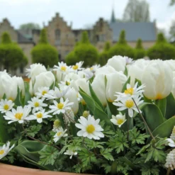 Tulip 'Calgary' -UK Garden Plants Shop tulip calgary1 1 scaled