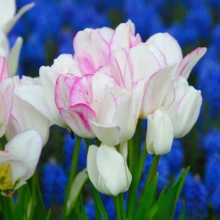 Tulip 'Candy Club' -UK Garden Plants Shop tulip candy club 1