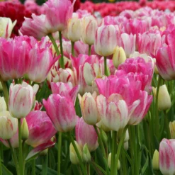 Tulip 'Candy Club' -UK Garden Plants Shop tulip candy club 2 3874606b af21 4df6 94a7 c1b97b751753