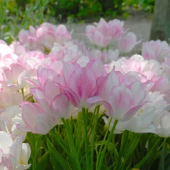 Tulip 'Candy Club' -UK Garden Plants Shop tulip candy club 4