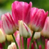 Tulip 'Candy Club' -UK Garden Plants Shop tulip candy club 4 e5620676 dbd3 4386 882d 64a076dff723