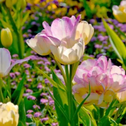 Tulip 'Candy Club' -UK Garden Plants Shop tulip candy club 5