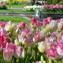 Tulip 'Candy Club' -UK Garden Plants Shop tulip candy club 6