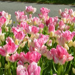 Tulip 'Candy Club' -UK Garden Plants Shop tulip candy club 8