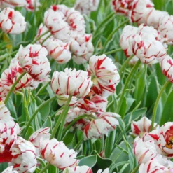 Tulip 'Carnaval De Nice' -UK Garden Plants Shop tulip carnaval de nice 1