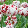 Tulip 'Carnaval De Nice' -UK Garden Plants Shop tulip carnaval de nice 2