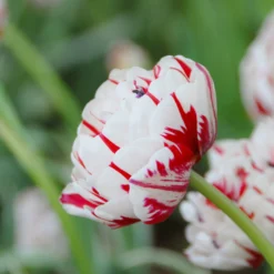 Tulip 'Carnaval De Nice' -UK Garden Plants Shop tulip carnaval de nice 3