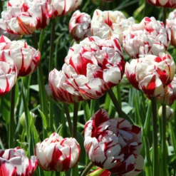 Tulip 'Carnaval De Nice' -UK Garden Plants Shop tulip carnaval de nice 3 3cf991a6 f85b 490c ba86 e8bd6b2de4c0