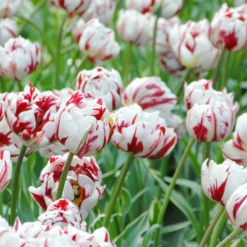 Tulip 'Carnaval De Nice' -UK Garden Plants Shop tulip carnaval de nice 4