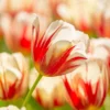 Tulip 'Carnaval De Rio' -UK Garden Plants Shop tulip carnaval de rio 1
