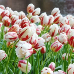 Tulip 'Carnaval De Rio' -UK Garden Plants Shop tulip carnaval de rio 2