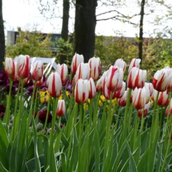 Tulip 'Carnaval De Rio' -UK Garden Plants Shop tulip carnaval de rio 2 45f04f3d 1f18 4400 b9df cfb723ef438e