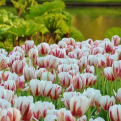 Tulip 'Carnaval De Rio' -UK Garden Plants Shop tulip carnaval de rio 3