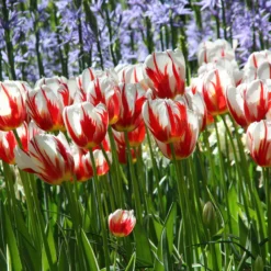 Tulip 'Carnaval De Rio' -UK Garden Plants Shop tulip carnaval de rio 4