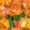 Tulip 'Caribbean Parrot' 1 Tulip 'Caribbean Parrot' -UK Garden Plants Shop tulip carribean parrot 1 scaled