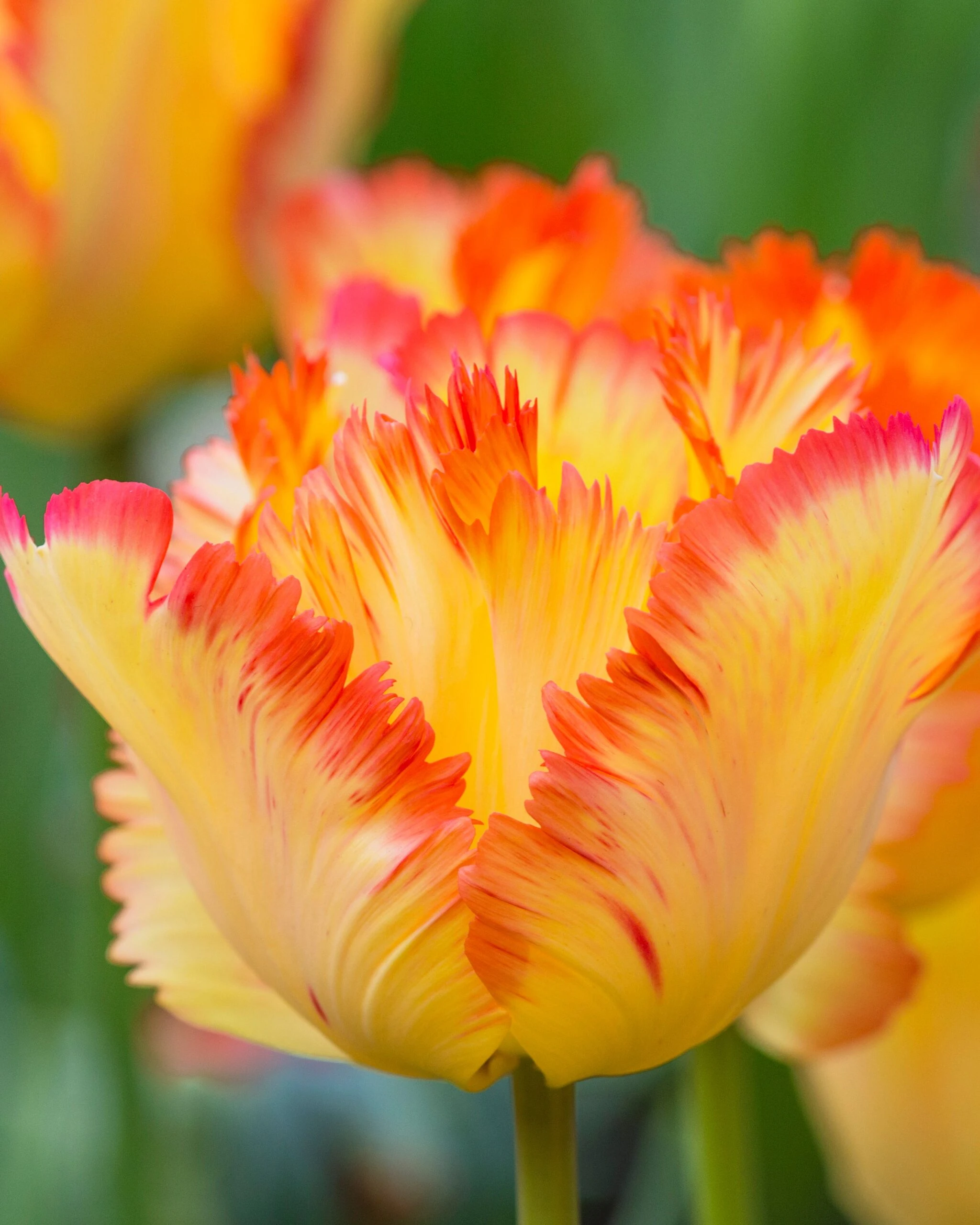 Tulip 'Caribbean Parrot' 4 Tulip 'Caribbean Parrot' - Image 2