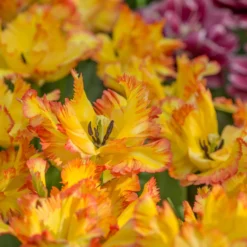 Tulip 'Caribbean Parrot' 16 Tulip 'Caribbean Parrot' -UK Garden Plants Shop tulip carribean parrot 3 scaled