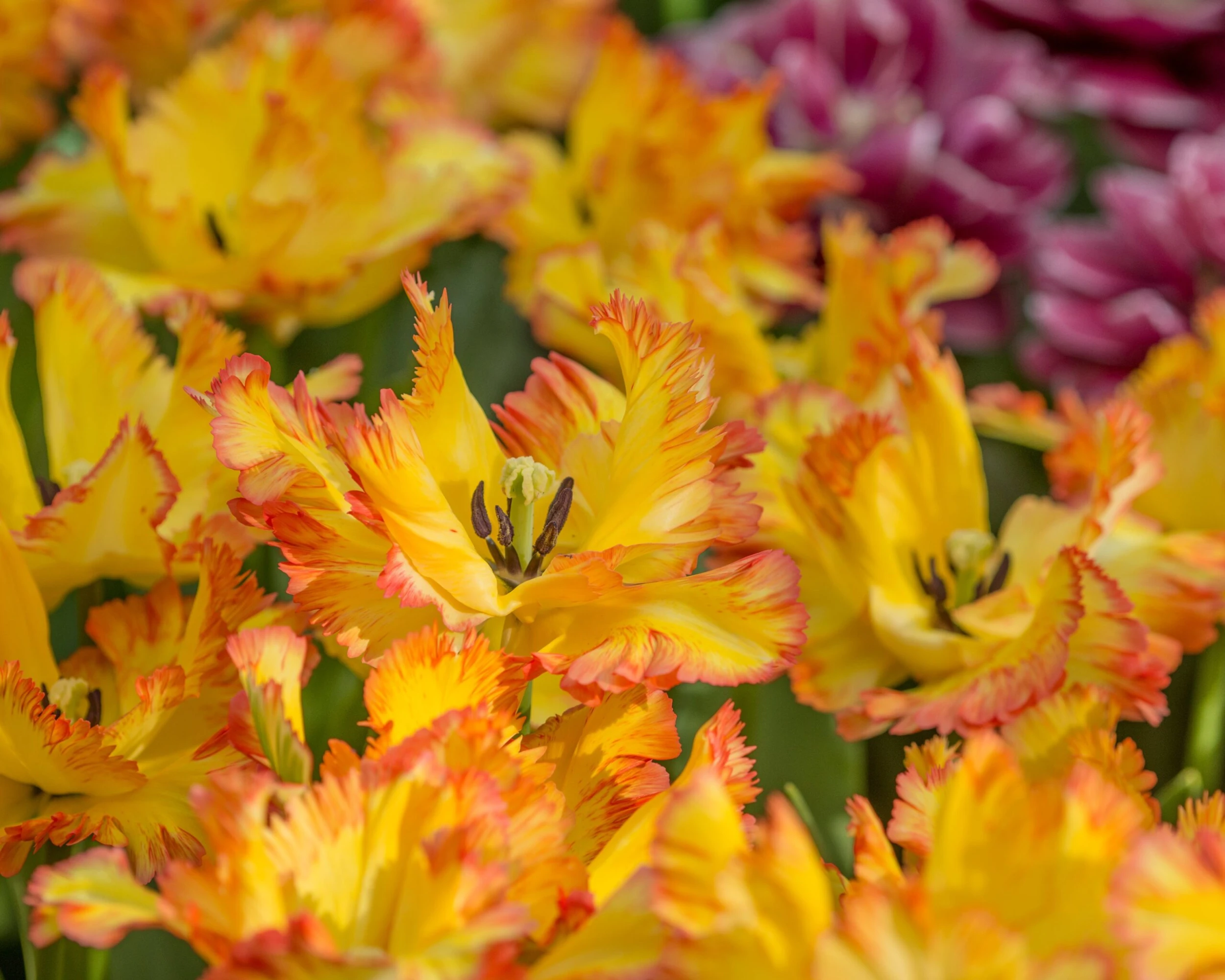 Tulip 'Caribbean Parrot' 7 Tulip 'Caribbean Parrot' - Image 5