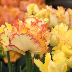 Tulip 'Caribbean Parrot' 18 Tulip 'Caribbean Parrot' -UK Garden Plants Shop tulip carribean parrot 6 scaled