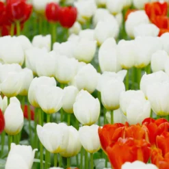 Tulip 'Catherina' -UK Garden Plants Shop tulip catherine 2