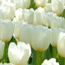 Tulip 'Catherina' -UK Garden Plants Shop tulip catherine 3