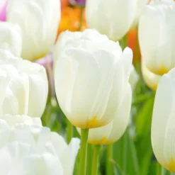 Tulip 'Catherina' -UK Garden Plants Shop tulip catherine 4