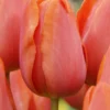 Tulip 'Charade' -UK Garden Plants Shop tulip charade 1