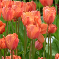 Tulip 'Charade' 10 Tulip 'Charade' -UK Garden Plants Shop tulip charade 2