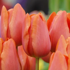 Tulip 'Charade' 8 Tulip 'Charade' -UK Garden Plants Shop tulip charade 3