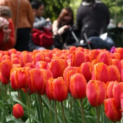 Tulip 'Charade' 11 Tulip 'Charade' -UK Garden Plants Shop tulip charade 4