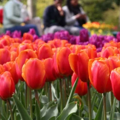 Tulip 'Charade' 9 Tulip 'Charade' -UK Garden Plants Shop tulip charade 5