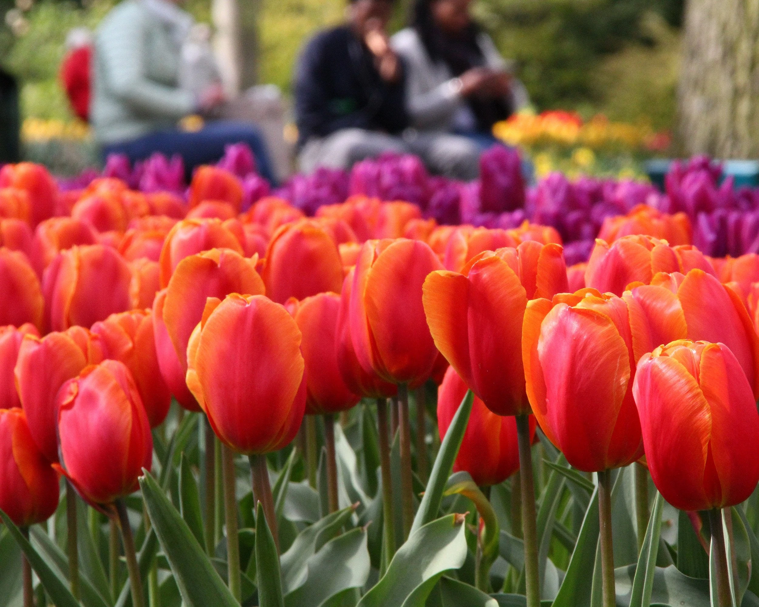 Tulip 'Charade' 5 Tulip 'Charade' - Image 3