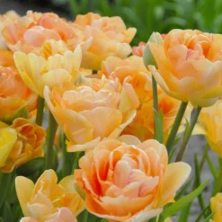 Tulip 'Charming Lady' -UK Garden Plants Shop tulip charming lady 1