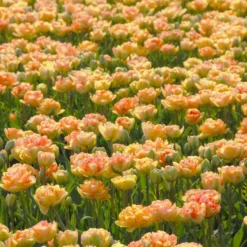 Tulip 'Charming Lady' -UK Garden Plants Shop tulip charming lady 2