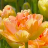 Tulip 'Charming Lady' -UK Garden Plants Shop tulip charming lady 3