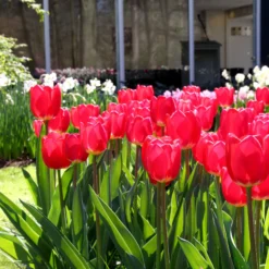 Tulip 'Cherry Delight' -UK Garden Plants Shop tulip cherry delight 1